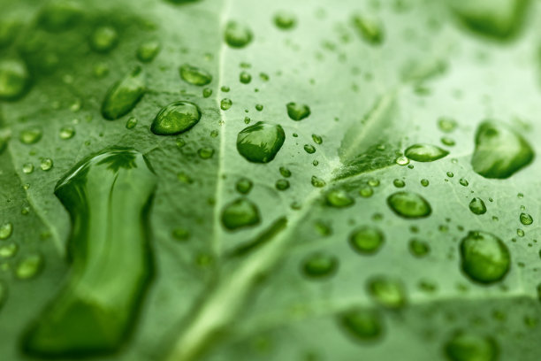 雨滴落在新鲜的叶子上。自然的概念。环境保护和可持续资源。图片下载