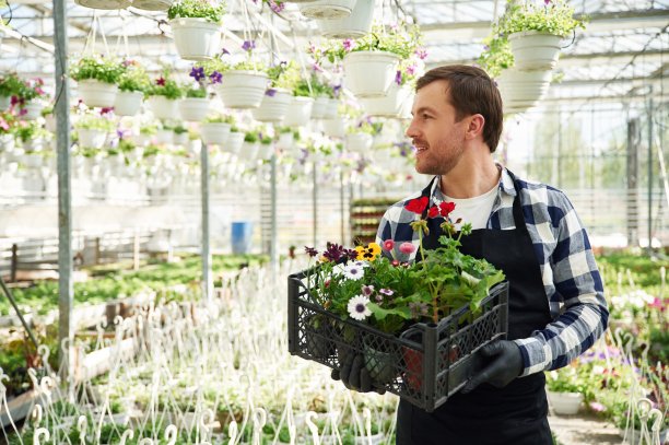 收集订单。在塑料盒里。花匠在园艺中心工作。成功的员工就像在明亮的温室里图片下载