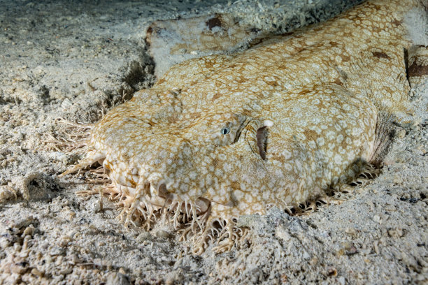 印尼Triton湾，夜间沙滩上的流苏斑纹须图片下载