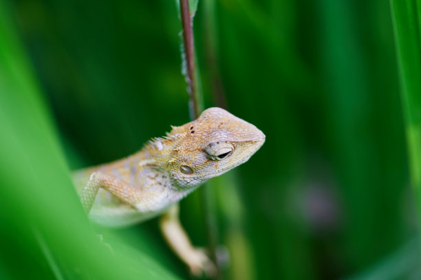 绿叶上的蜥蜴特写图片下载