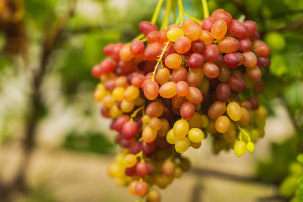 灌木上的红葡萄。葡萄园的农场。酒厂。绿色的树叶。葡萄树。秋天图片下载