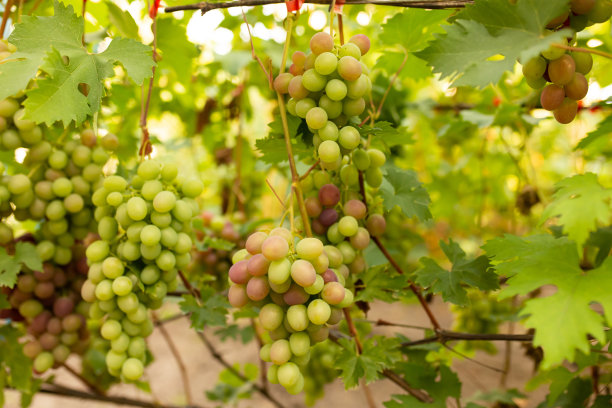 灌木上的绿葡萄。葡萄园的农场。酒厂。绿色的树叶。葡萄树。夏天图片下载