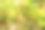 灌木上的绿葡萄。葡萄园的农场。酒厂。绿色的树叶。葡萄树。夏天图片下载