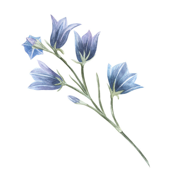 手绘水彩蓝铃花插图。画风铃花素描植物草本孤立在白色的背景图片下载