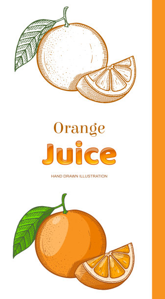 手绘橙子孤立在白色的背景。素食，有机食品。矢量插图。图片下载