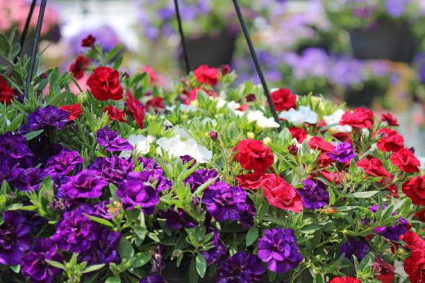 在苗圃温室悬挂篮子-春夏图片下载