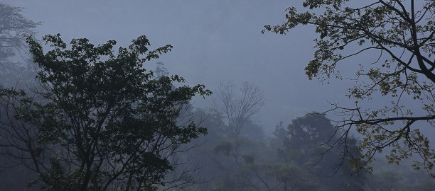 印度西孟加拉邦喜马拉雅山麓地区特莱地区的雾蒙蒙的热带森林图片下载