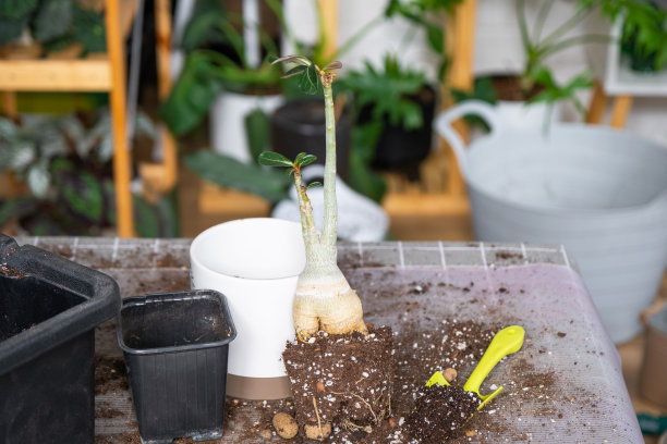 将一株家庭植物多肉腺瘤移栽到新花盆中。照料一株盆栽植物，在桌子上用土、铲布置图片下载