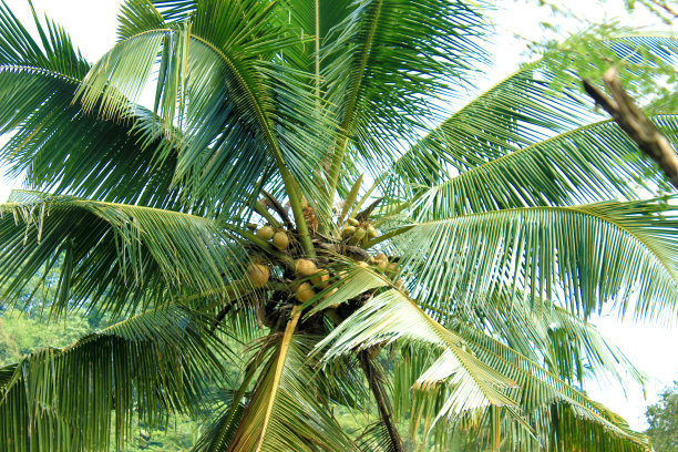 椰子树和它的果实图片下载