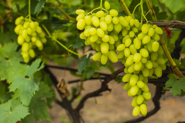 灌木上的绿葡萄。葡萄园的农场。酒厂。绿色的树叶。葡萄树。夏天图片下载