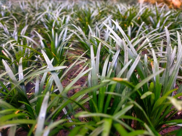 青草像绿叶一样茁壮成长图片下载