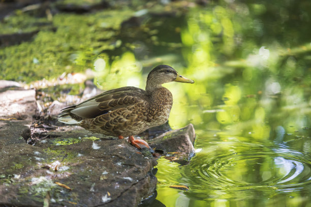 鸭子坐在水边的一块石头上喝水。水面上有许多圆圈。这张照片的散景效果很好。图片下载