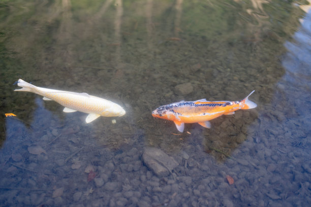 春天的传统日式花园图片下载