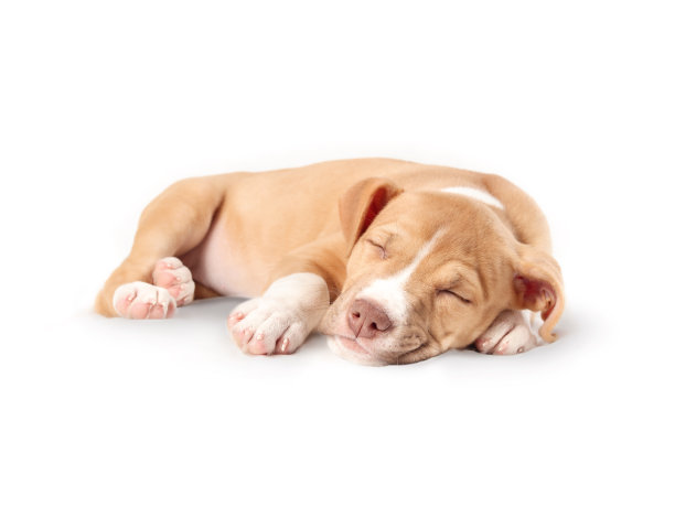 孤立的小狗睡觉。图片下载