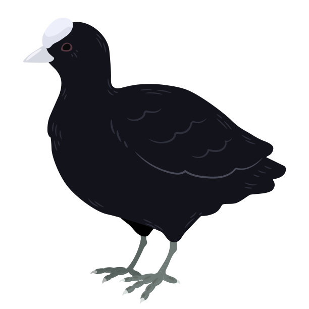 简单和可爱的平面彩色富里卡特拉插图图片下载