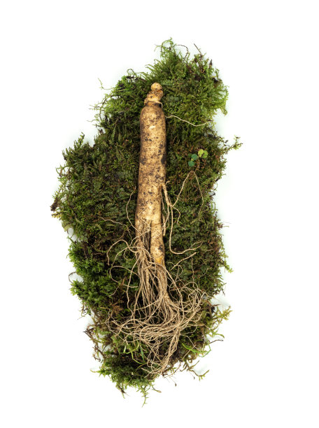 白底高丽人参图片下载