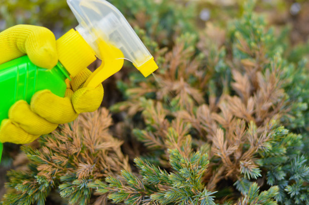 一名园丁用花园喷雾器中的黄色针叶喷洒杜松树。针叶树病虫害防治。季节性园艺工作概念。图片下载