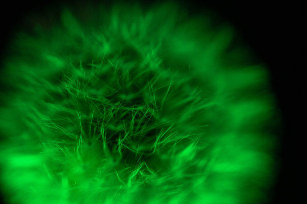 绿色蒲公英绒毛宏观图片下载