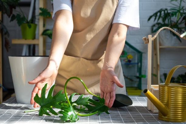 围着围裙的女人拿着一根室内植物的茎，在一个白色的花盆里种植，模拟模板。种植和爱护，温室图片下载