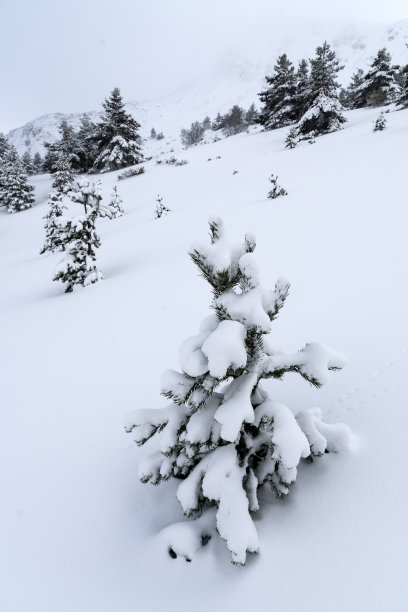 冬天在西班牙北部Riaño和Mampodre山脉的松树林中下雪。欧洲的山峰。图片下载
