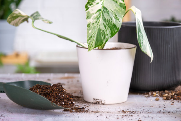 用一块根把家里的植物白桦杂色重新盆栽到一个新的更大的花盆里。照顾一个盆栽植物，在桌子上用泥土、铲子布置，装饰花盆，模拟图片下载