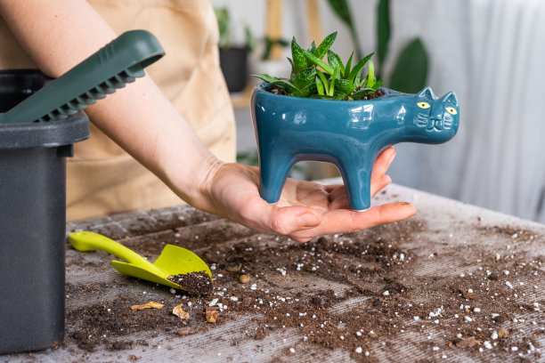 将一种多肉的家庭植物重新盆栽到猫形的新花盆中。照顾着一盆植物，一个女人的手在家里系着围裙在室内。图片下载