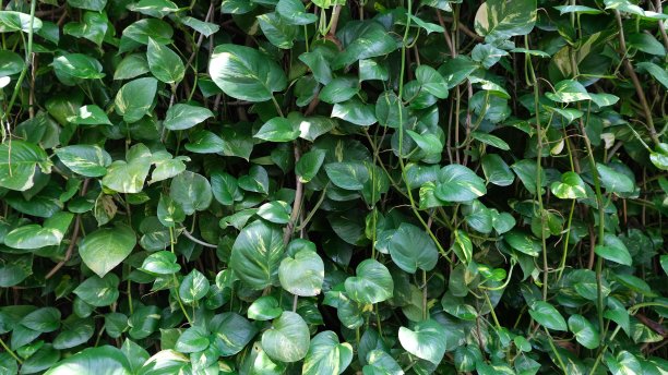 装饰常青藤植物在墙上作为背景图片下载