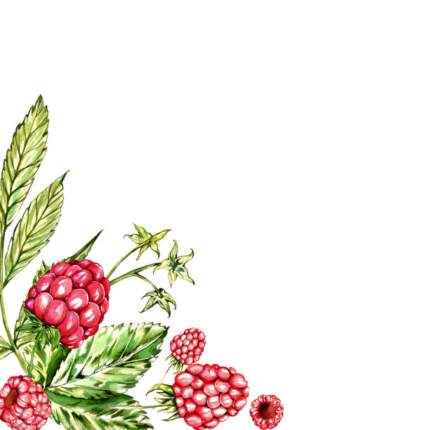 一组水彩元素。多汁的覆盆子和叶子。用于明信片和设计图片下载