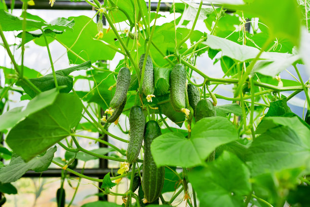 黄瓜苗木、园艺图片下载