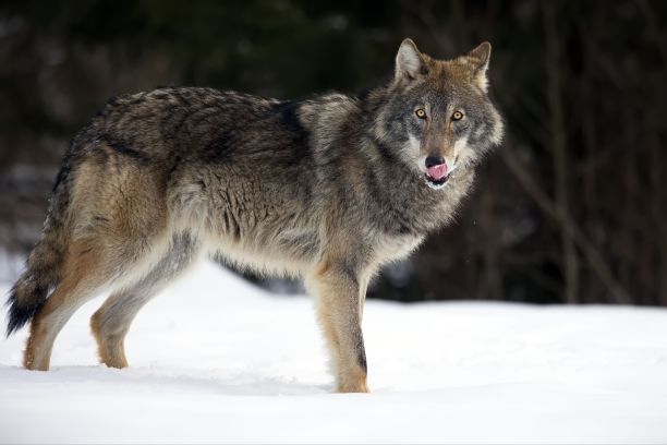 白俄罗斯，一只灰狼在白雪覆盖的森林里的特写图片下载