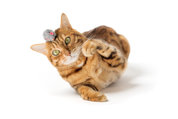 红色的家猫在玩玩具老鼠图片下载