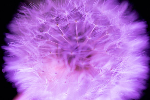 紫色蒲公英绒毛宏观图片下载