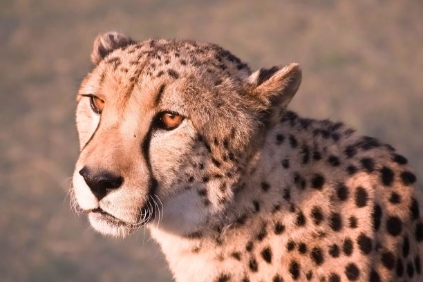 从侧面看到的猎豹的头部和颈部图片下载