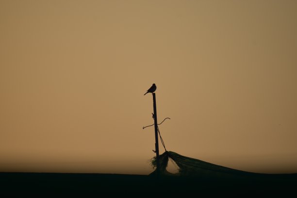 鸟的轮廓图片下载