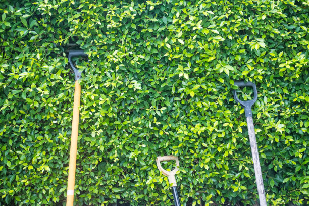 许多把手放在树枝和绿叶上图片下载