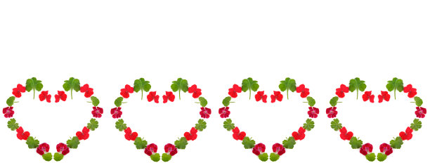 心形图案从天竺葵花分离在白色。拼贴画。文本的自由空间。宽的照片。图片下载