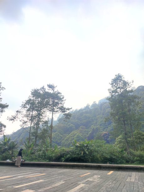 美丽的森林图片下载