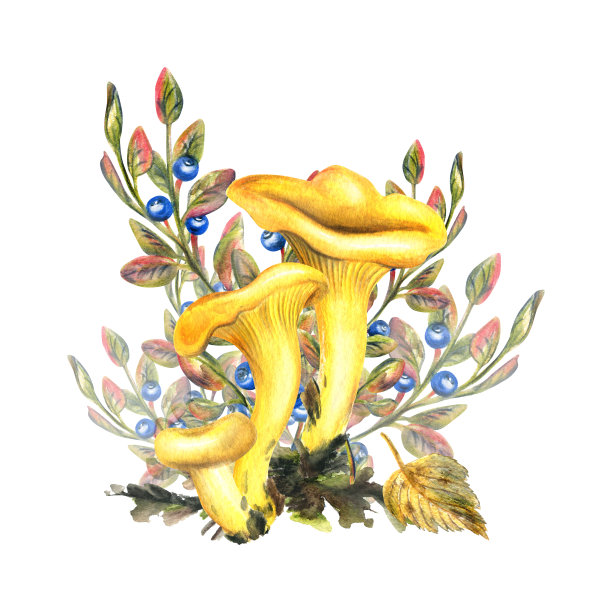 森林鸡油菌与蓝莓灌木，苔藓和秋天的叶子。水彩插图，手绘。白色背景上孤立的构图。图片下载