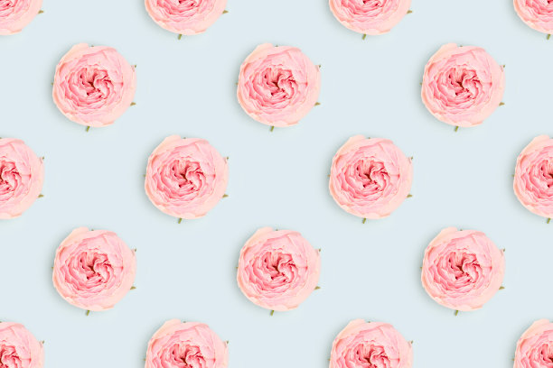 在蓝色的背景上用粉红色的玫瑰花做成的重复图案。图片下载