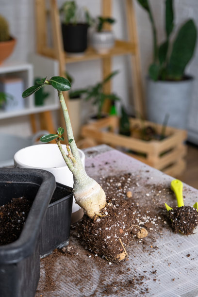 将一株家庭植物多肉腺瘤移栽到新花盆中。照料一株盆栽植物，在桌子上用土、铲布置图片下载