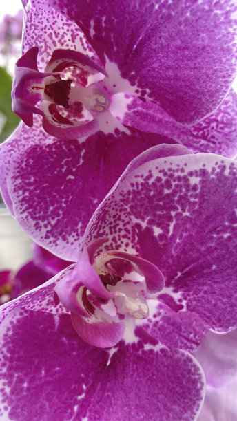 优美的优雅。兰花的花。特写镜头。图片下载