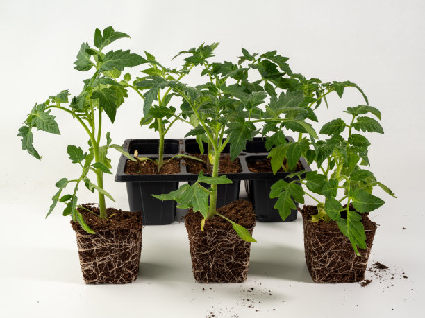 白色背景上分离的番茄幼苗。图片下载