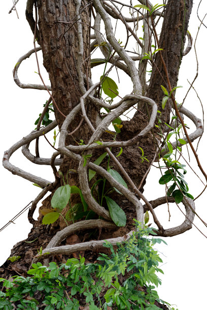 森林树干爬藤扭曲藤本植物和绿叶孤立在白色背景，修剪路径包括。图片下载