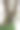 森林树干爬藤扭曲藤本植物和绿叶孤立在白色背景，修剪路径包括。图片下载