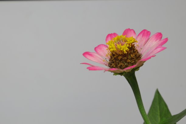 优雅的彩色百日菊花近距离白色背景图片下载