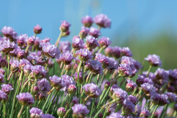 节俭的花图片下载
