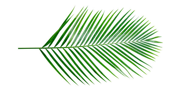 绿色自然棕榈叶椰子叶在白色背景隔离与剪辑路径，很容易剪切和编辑。图片下载