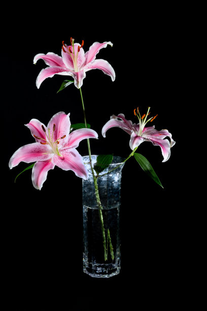 粉红色的百合在玻璃花瓶里。三朵花正在盛开。图片下载