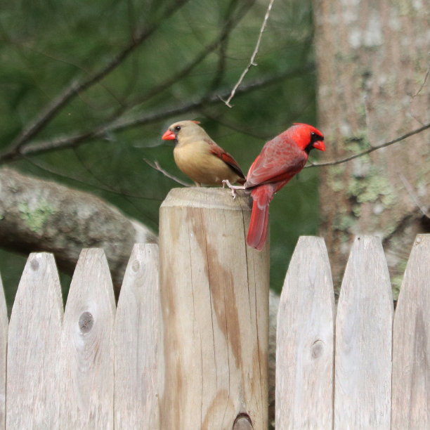 没有什么比红衣主教夫妇在你的餐厅更美妙的了图片下载