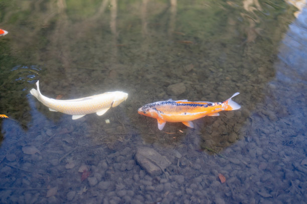 春天的传统日式花园图片下载